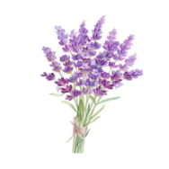 Lavender